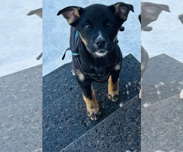 Medium Photo #1 Shepradors Puppy For Sale in Princeton, MN, USA