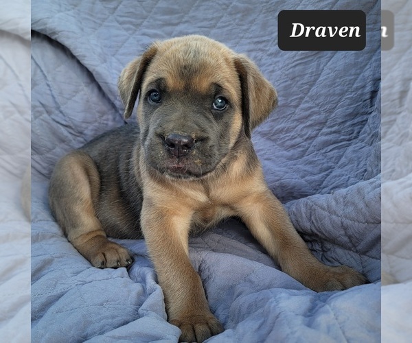 Medium Photo #2 Cane Corso Puppy For Sale in POMEROY, OH, USA