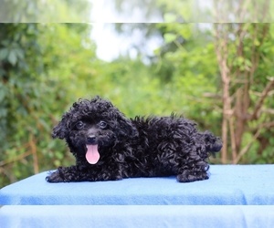 Poodle (Toy) Puppy for sale in DYERSBURG, TN, USA