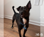 Small #5 Chihuahua Mix