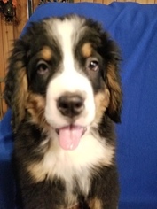Bernese Mountain Dog Puppy for sale in FRANCISCO, IN, USA