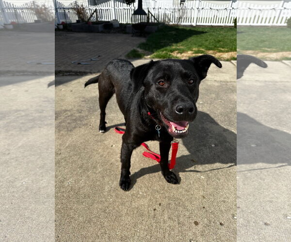 Medium Photo #3 Mutt Puppy For Sale in Plainfield, IL, USA