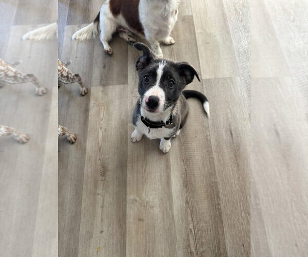 Medium Photo #9 Mutt Puppy For Sale in Oakhurst, NJ, USA