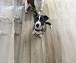 Small #8 Mutt