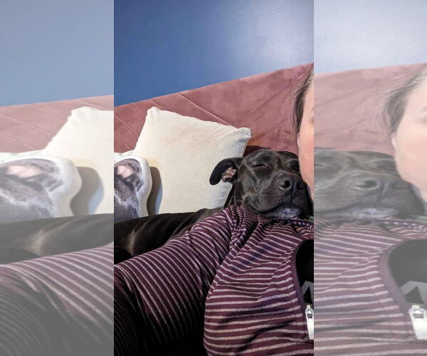 Medium Photo #11 American Pit Bull Terrier-Unknown Mix Puppy For Sale in Germantown, OH, USA