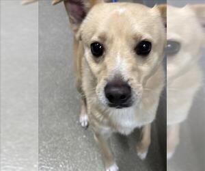 Chihuahua-Unknown Mix Dogs for adoption in Las Vegas, NV, USA