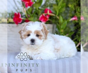 Zuchon Puppy for sale in GORDONVILLE, PA, USA