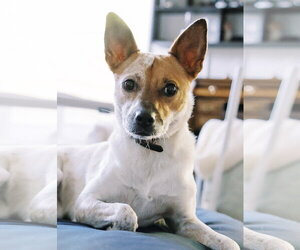 Maki-Ato - Female Mutt Dog for Adoption - Photo #7