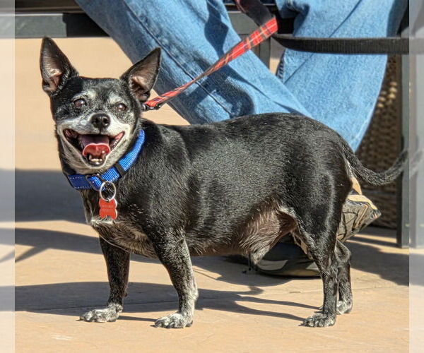 Medium Photo #7 Chihuahua-Unknown Mix Puppy For Sale in Lake Forest, CA, USA