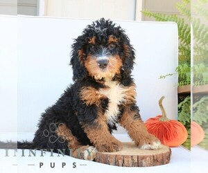 Bernedoodle (Miniature) Puppy for sale in NARVON, PA, USA