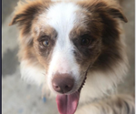 Small Photo #1 Miniature Australian Shepherd Puppy For Sale in BROOKER, FL, USA