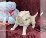 Puppy Orange girl English Cream Golden Retriever