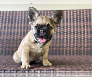 French Bulldog Puppy for Sale in NEWTON, New Jersey USA