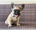 Small Photo #1 French Bulldog Puppy For Sale in NEWTON, NJ, USA