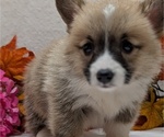 Small #14 Pembroke Welsh Corgi