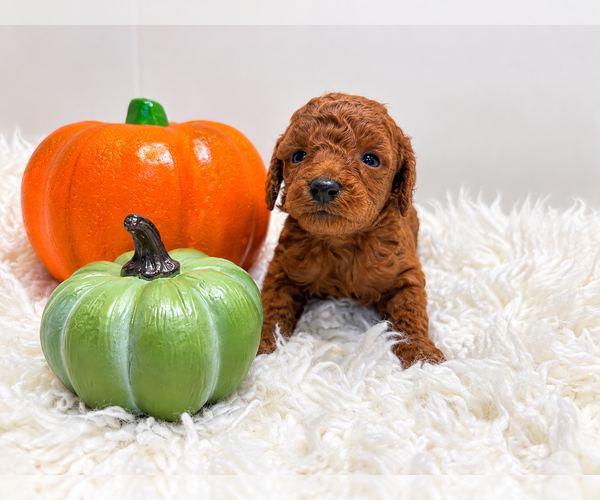 Medium Photo #1 Poodle (Toy) Puppy For Sale in RANCHO CUCAMONGA, CA, USA