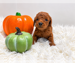 Puppy Beau Poodle (Toy)