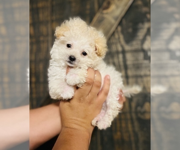 Medium Photo #1 Maltipoo Puppy For Sale in COOLIDGE, AZ, USA