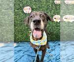 Small #1 Labrador Retriever Mix