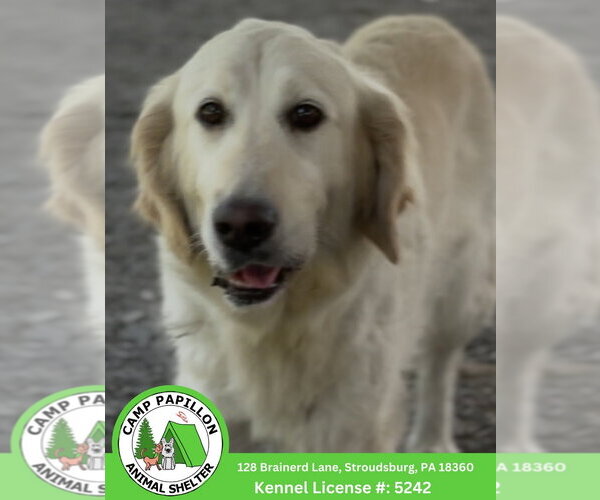 Medium Photo #1 Golden Retriever Puppy For Sale in Stroudsburg, PA, USA
