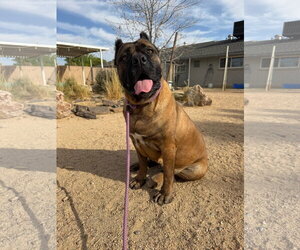 Mutt Dogs for adoption in Goodyear, AZ, USA