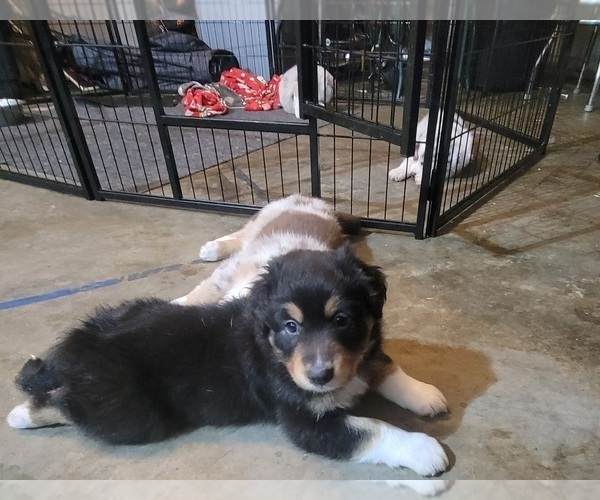 Medium Photo #5 Australian Shepherd Puppy For Sale in SALEM, OR, USA