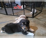 Small #4 Australian Shepherd