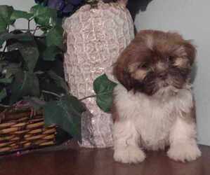 Shih Tzu Puppy for sale in STANARDSVILLE, VA, USA