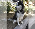Small Photo #3 Siberian Husky Puppy For Sale in Van Nuys, CA, USA