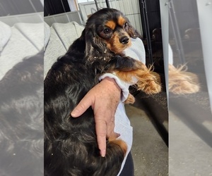 Mother of the Cavalier King Charles Spaniel puppies born on 08/17/2025