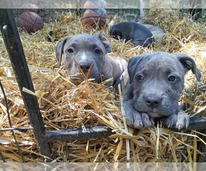 American Pit Bull Terrier Puppy for sale in PITTSBURGH, PA, USA