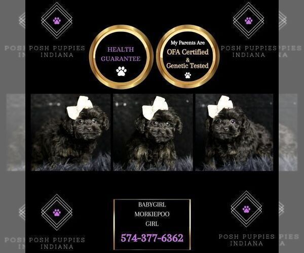 Medium Photo #2 Morkie Puppy For Sale in WARSAW, IN, USA