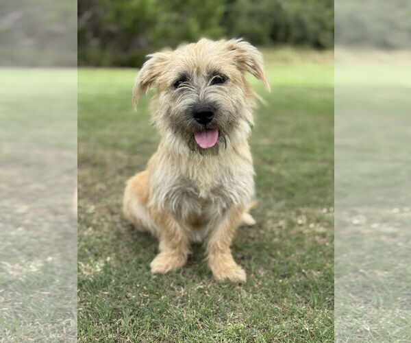 Medium Photo #1 Mutt Puppy For Sale in PIPE CREEK, TX, USA
