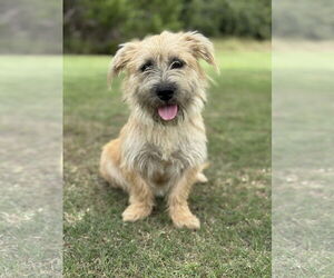 Mutt Dogs for adoption in PIPE CREEK, TX, USA