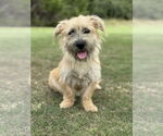 Small Mutt