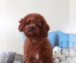 Small #3 Goldendoodle (Miniature)