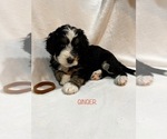 Small Photo #2 Bernedoodle Puppy For Sale in SAINT CHARLES, IL, USA