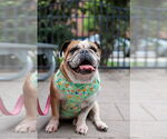 Small #1 Bulldog