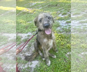 Mutt Dogs for adoption in Royal Palm Beach, FL, USA