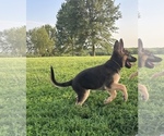 Puppy Ellie German Shepherd Dog