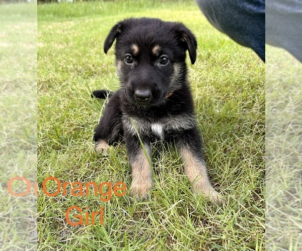 Medium Photo #9 German Shepherd Dog Puppy For Sale in SENECA, SC, USA