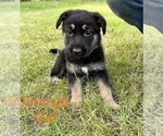 Small Photo #9 German Shepherd Dog Puppy For Sale in SENECA, SC, USA