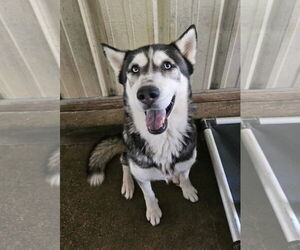 Huskies -Unknown Mix Dogs for adoption in El Centro, CA, USA