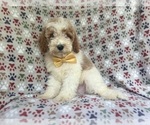 Small #3 Cavapoo