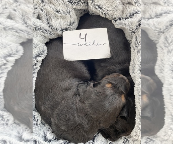 Medium Photo #3 Australian Shepherd-Goldendoodle Mix Puppy For Sale in WESTMINSTER, MD, USA