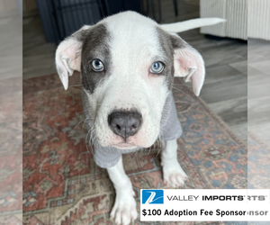 Mutt Dogs for adoption in Fargo, ND, USA