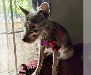 Mutt Dogs for adoption in Spring Lake, NC, USA
