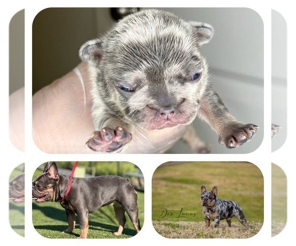Medium Photo #12 French Bulldog Puppy For Sale in CYPRESS, TX, USA
