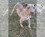 LYANNA - Female Mutt Dog for Adoption - Small photo