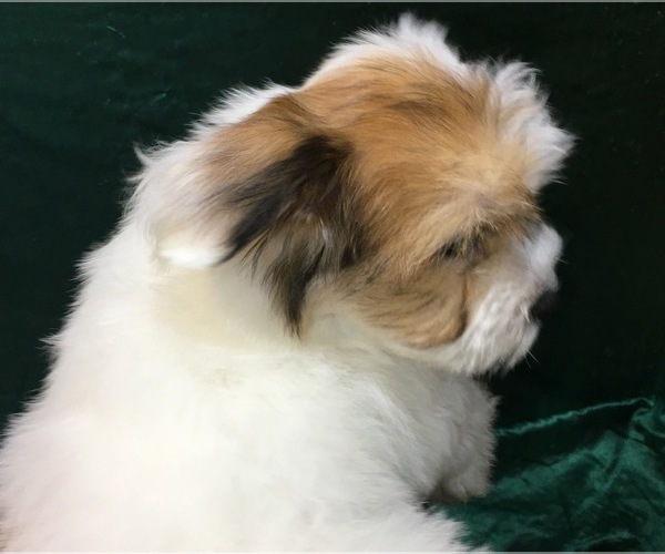 Medium Photo #27 Havanese Puppy For Sale in FENTON, MO, USA